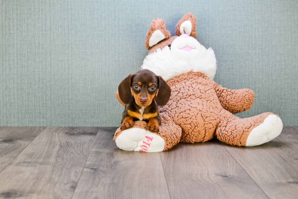 Cute Dachshund Purebred Puppy