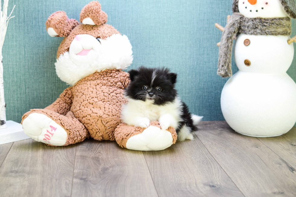Hypoallergenic Pomeranian Baby