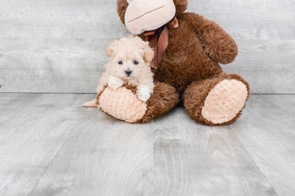 Funny Maltipoo Poodle Mix Pup