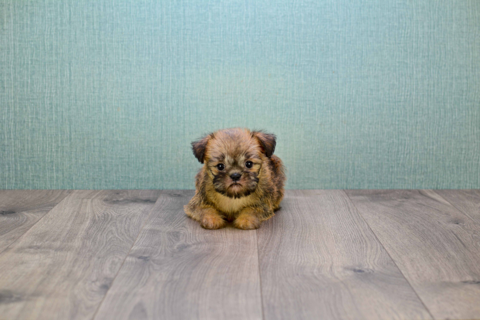 Brussels Griffon Pup Being Cute
