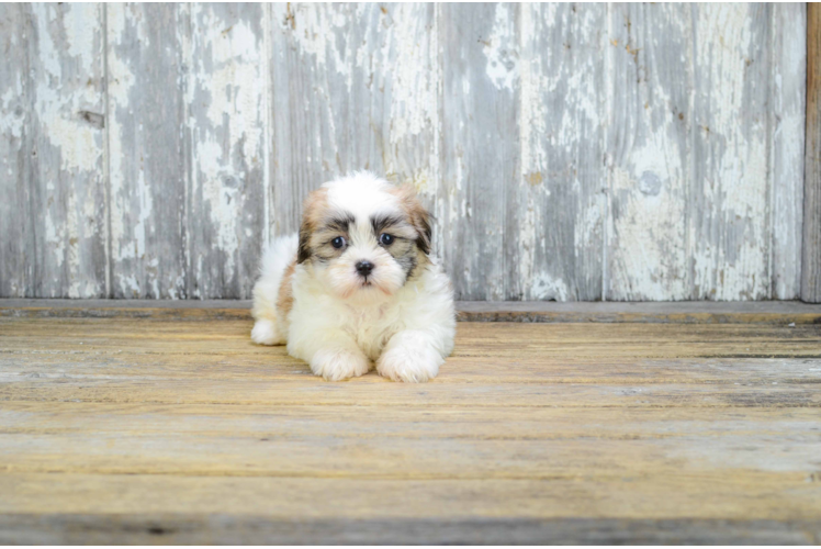 Playful Shi Chon Designer Puppy