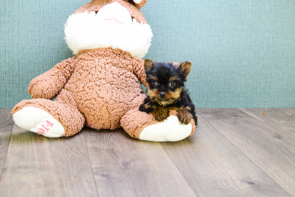 Meet Micro Teacup-Steph - our Yorkshire Terrier Puppy Photo 