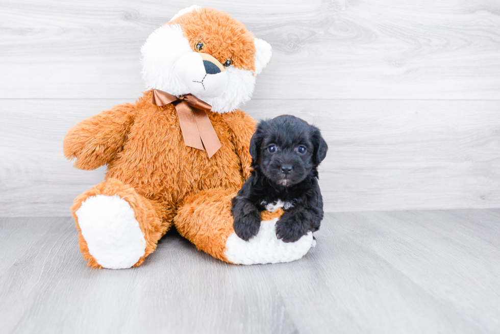 Morkie Puppy for Adoption