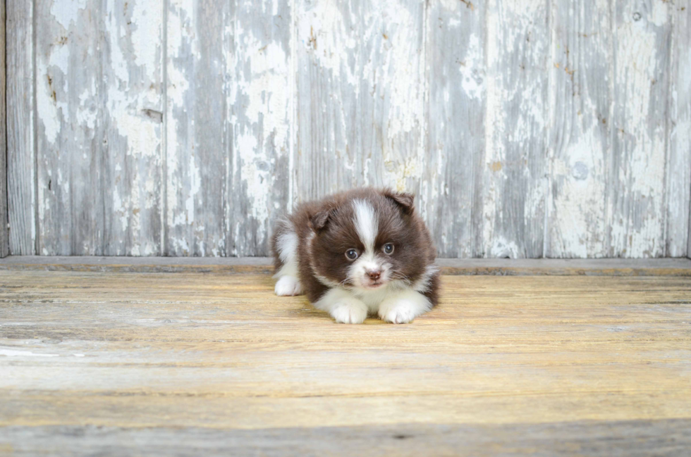 Pomeranian Puppy for Adoption