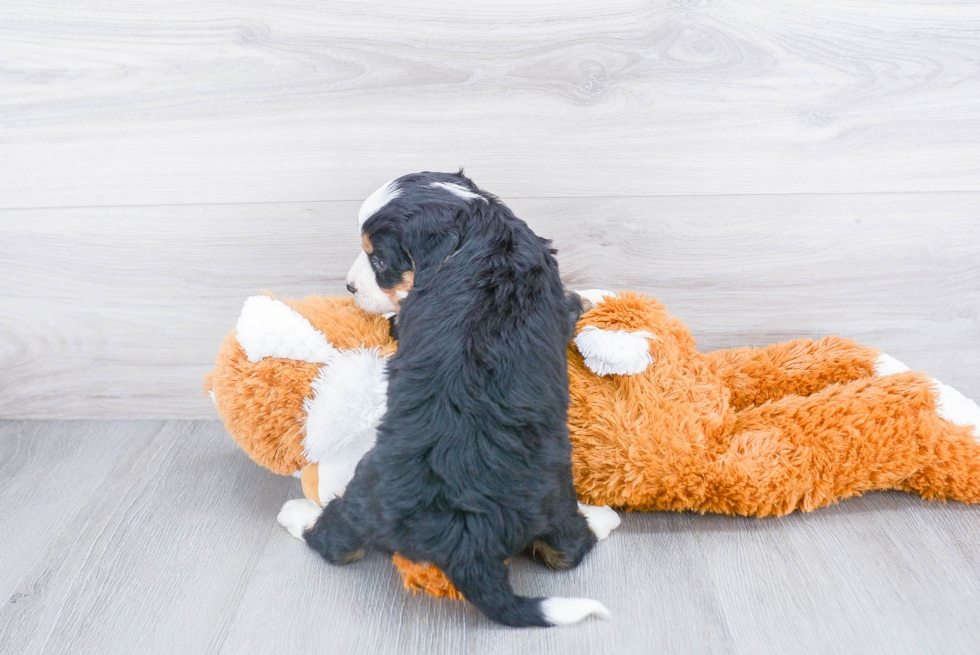 Happy Mini Bernedoodle Baby