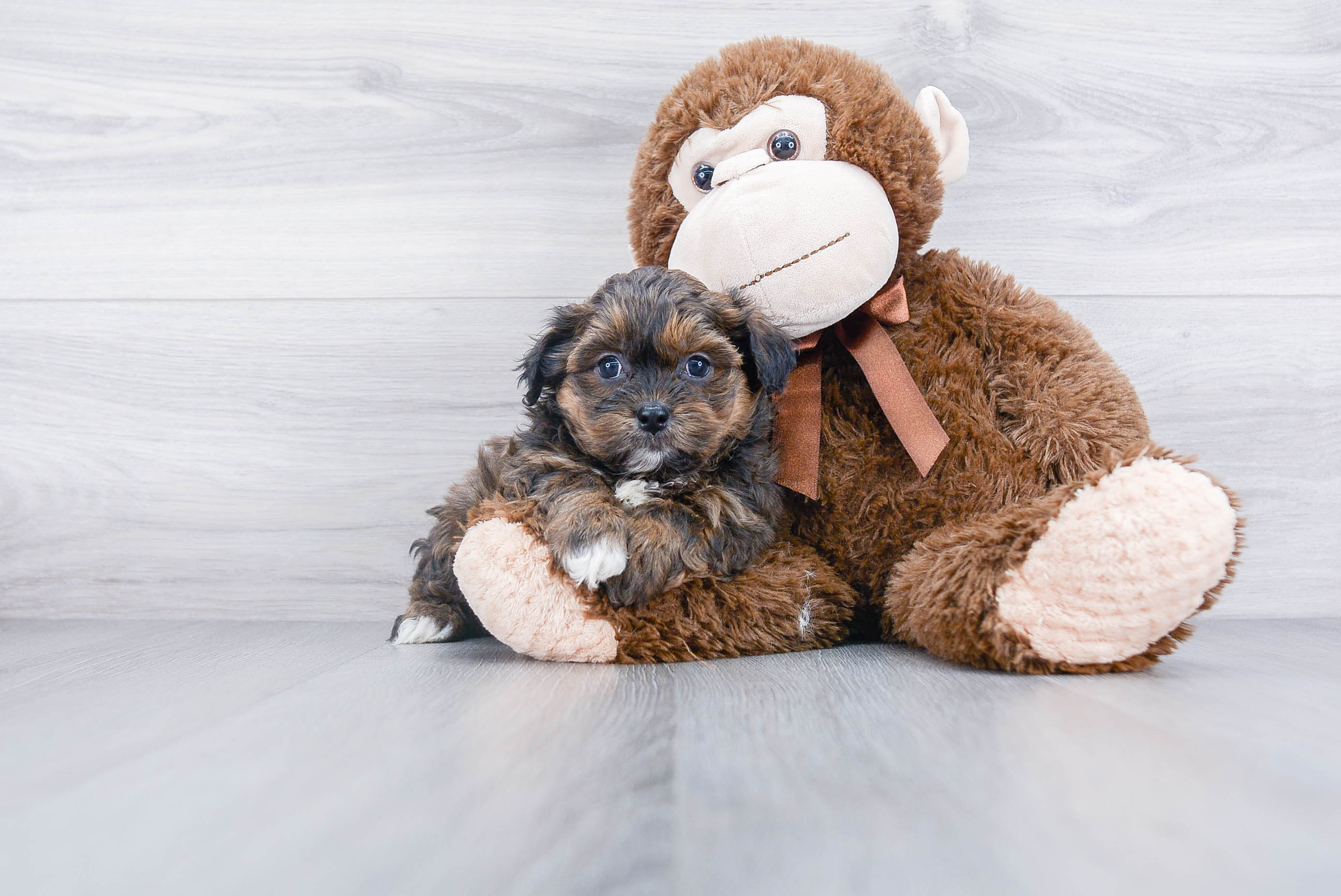 Energetic Shit Designer Puppy