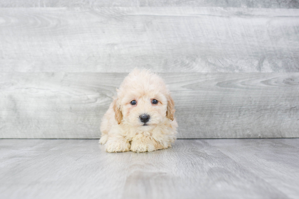 Fluffy Maltipoo Poodle Mix Pup