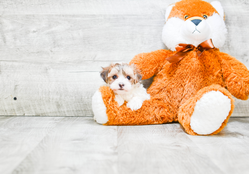 Playful Yorkie Designer Puppy