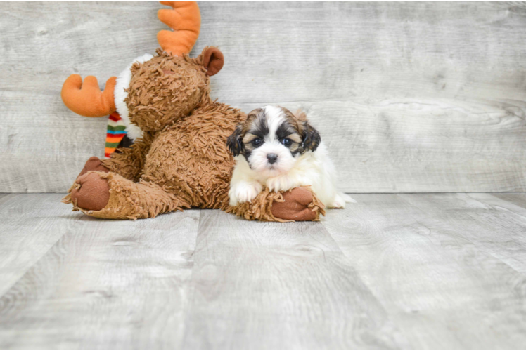 Small Teddy Bear Baby