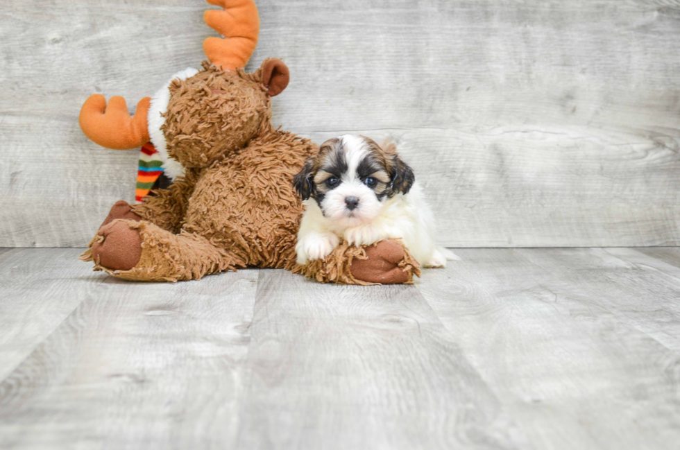 Small Teddy Bear Baby