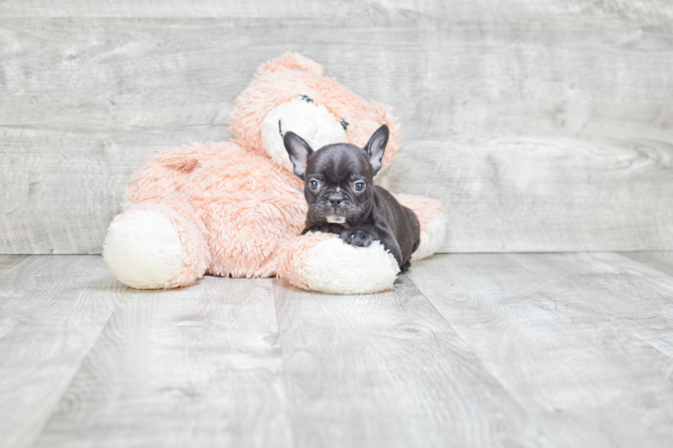 Best French Bulldog Baby