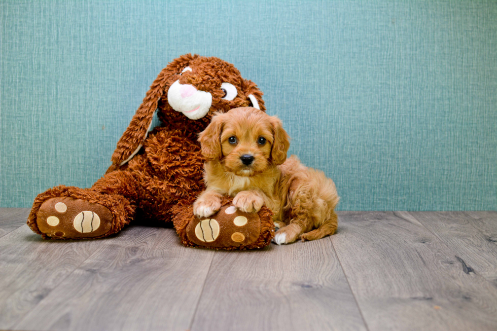 Cavapoo Pup Being Cute