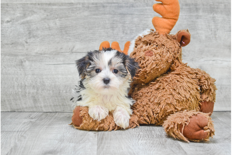Smart Morkie Designer Pup