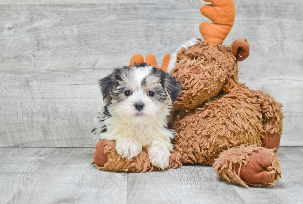 Smart Morkie Designer Pup