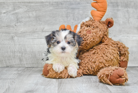 Smart Morkie Designer Pup