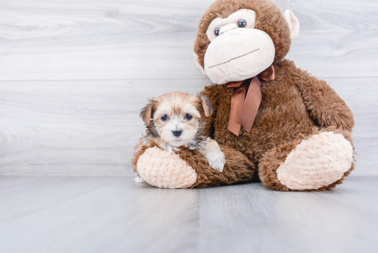 Morkie Pup Being Cute