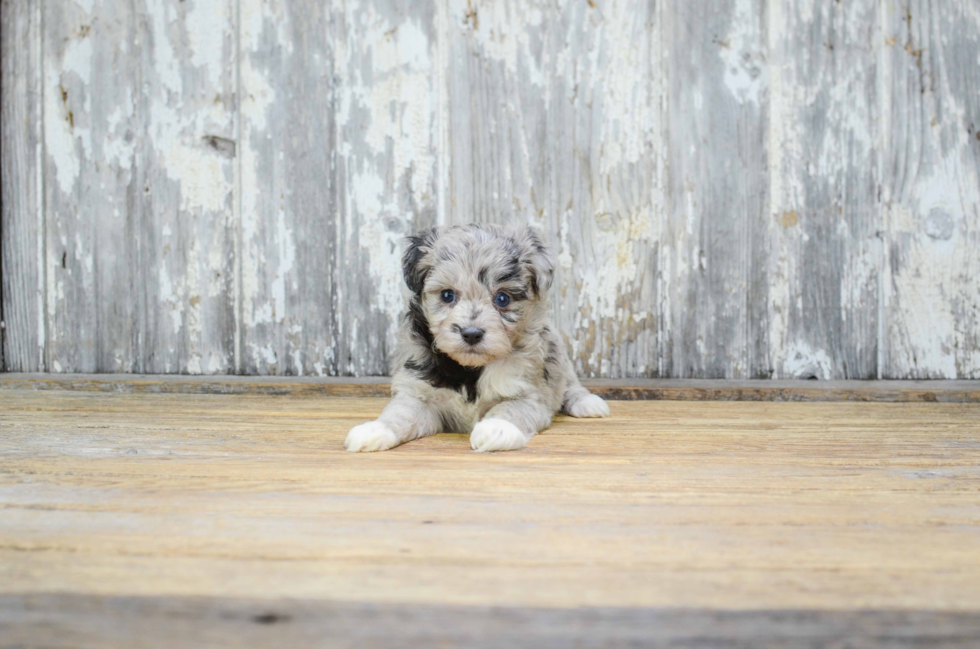Mini Aussiedoodle Puppy for Adoption