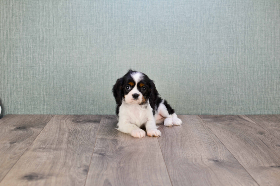 Cute Cavalier King Charles Spaniel Purebred Puppy