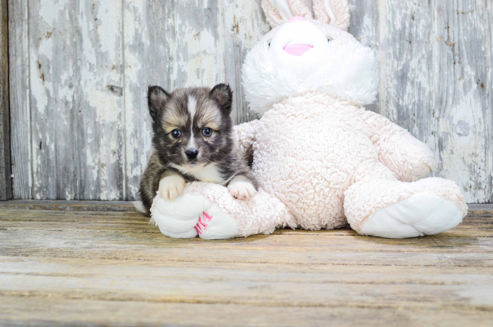 Playful Mini Husky Designer Puppy