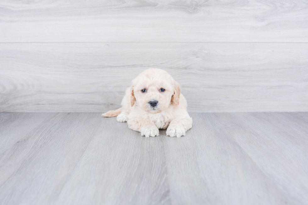 Mini Goldendoodle Pup Being Cute