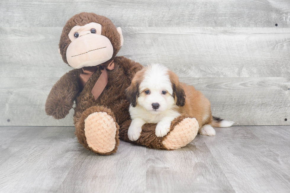 Hypoallergenic Bernadoodle Poodle Mix Puppy