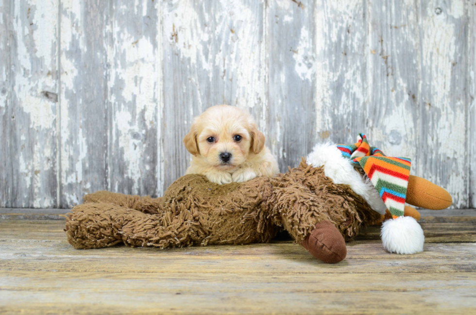 Maltipoo Puppy for Adoption