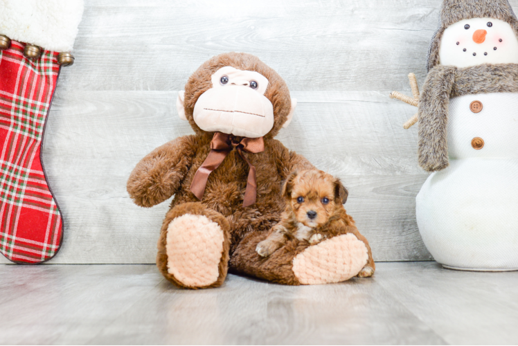 Funny Morkie Designer Pup