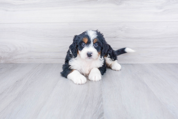Mini Bernedoodle Puppy for Adoption