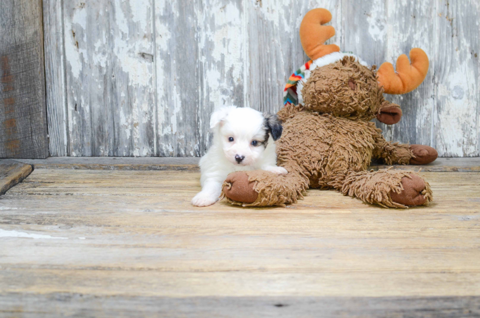 Friendly Morkie Baby