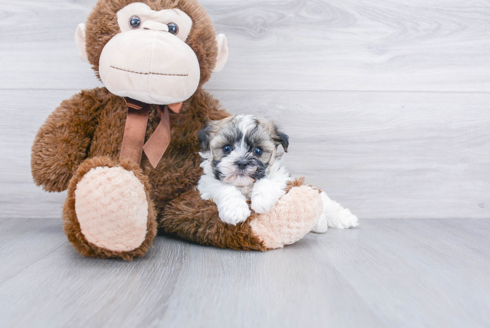 Sweet Havanese Purebred Puppy