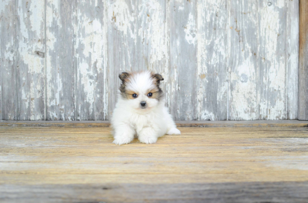 Little Maltipom Designer Puppy