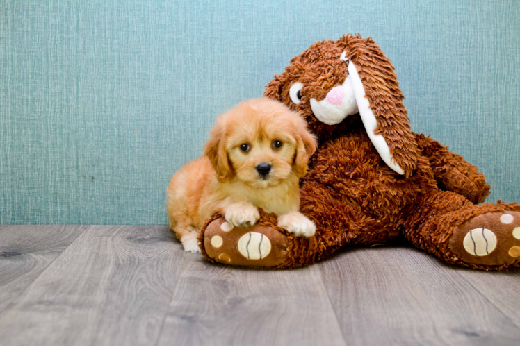 Cavapoo Pup Being Cute