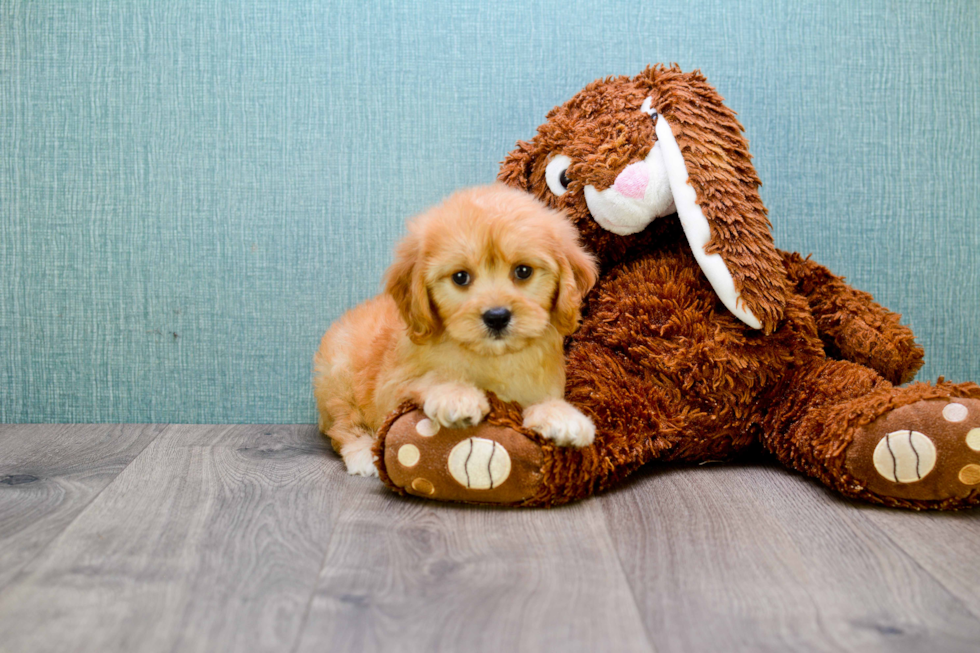 Cavapoo Pup Being Cute