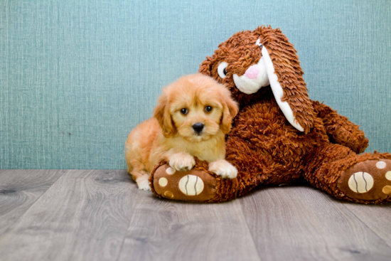 Cavapoo Pup Being Cute