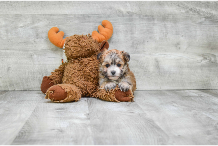 Hypoallergenic Yorkie Designer Puppy