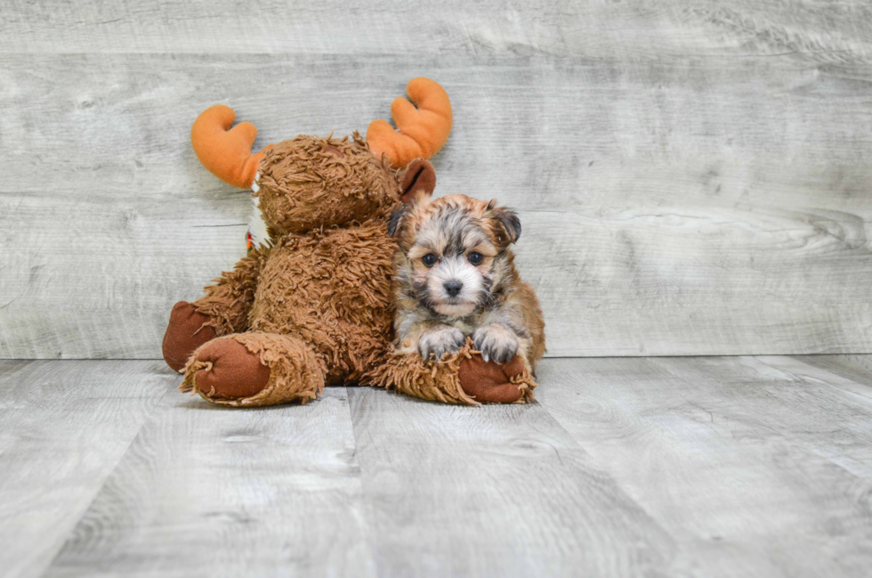 Hypoallergenic Yorkie Designer Puppy
