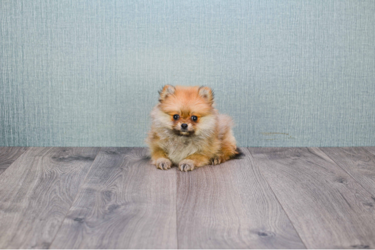 Playful Pomeranian Purebred Pup