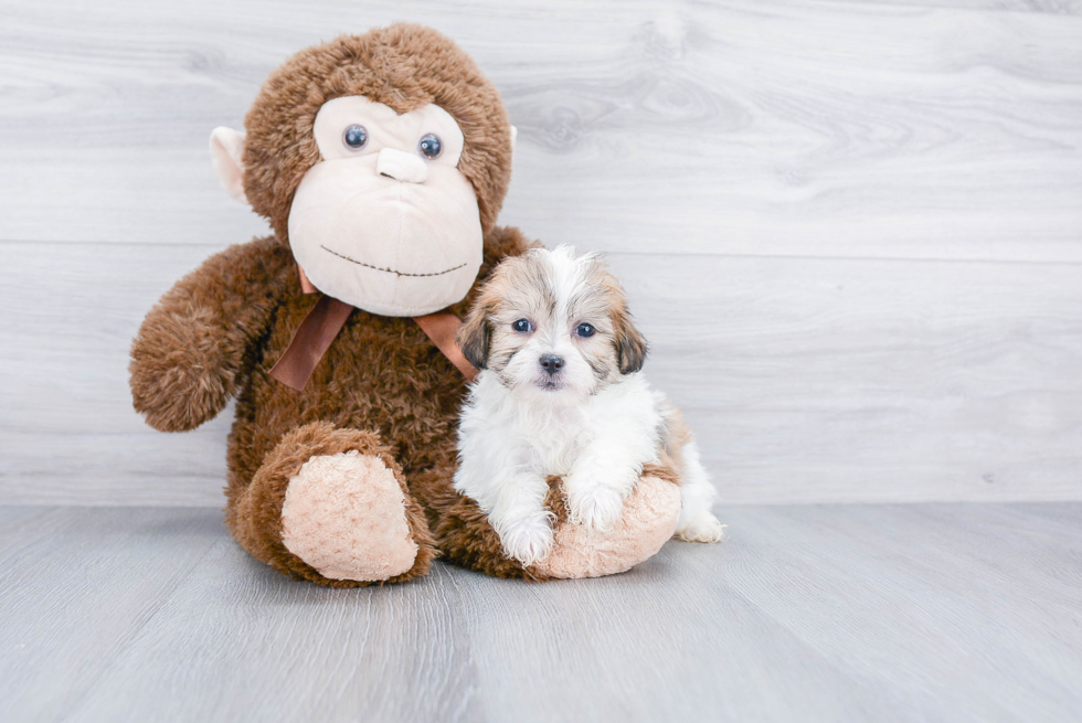 Friendly Teddy Bear Baby