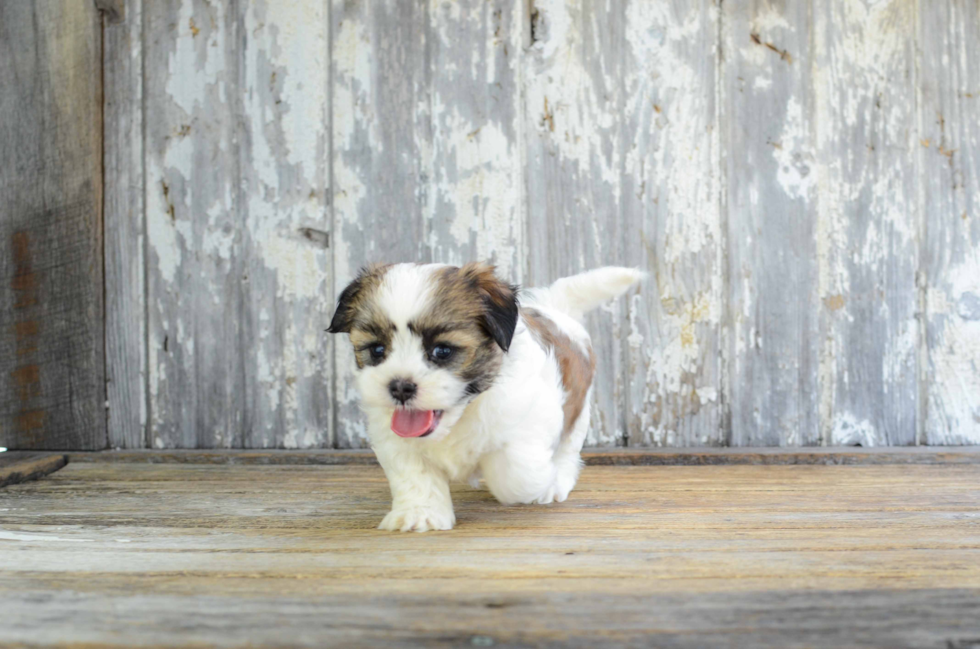 Playful Shi Chon Designer Puppy