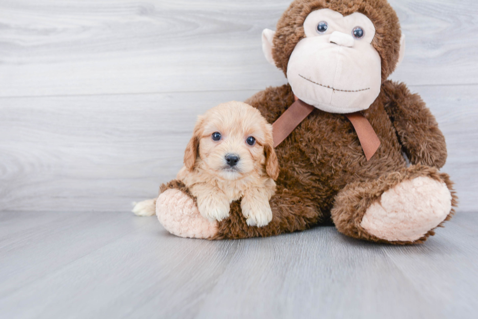 Petite Cavachon Designer Pup