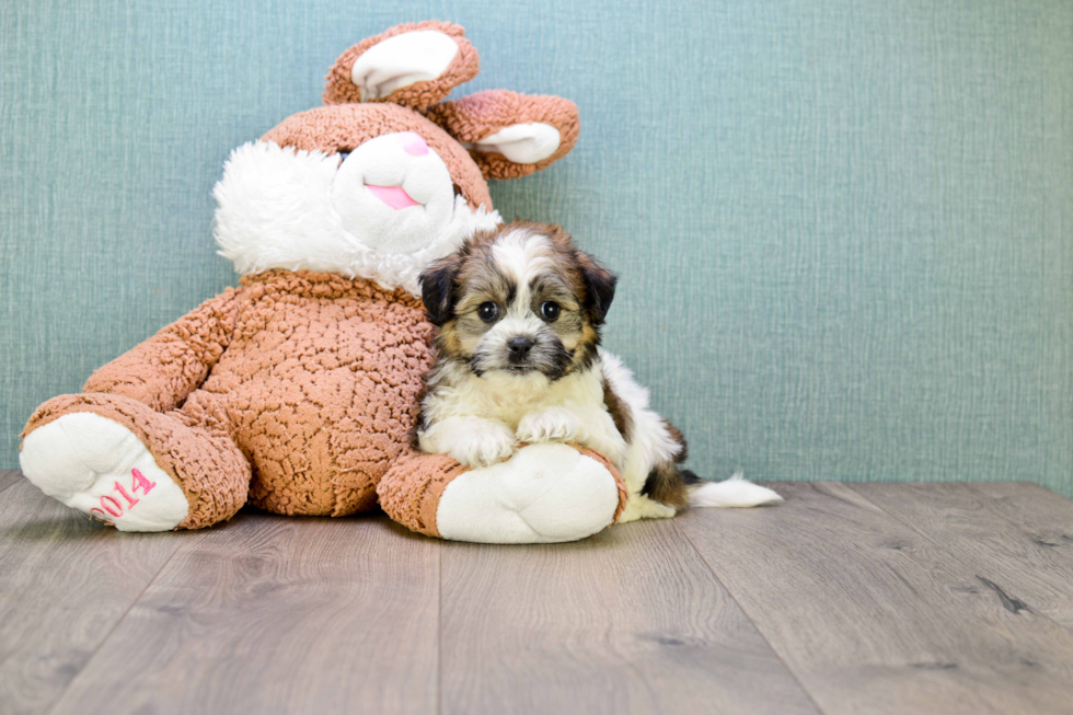 Small Teddy Bear Baby