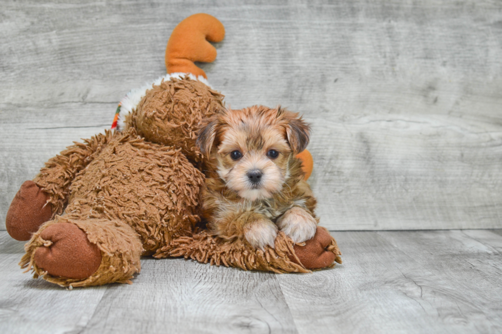 Cute Morkie Baby