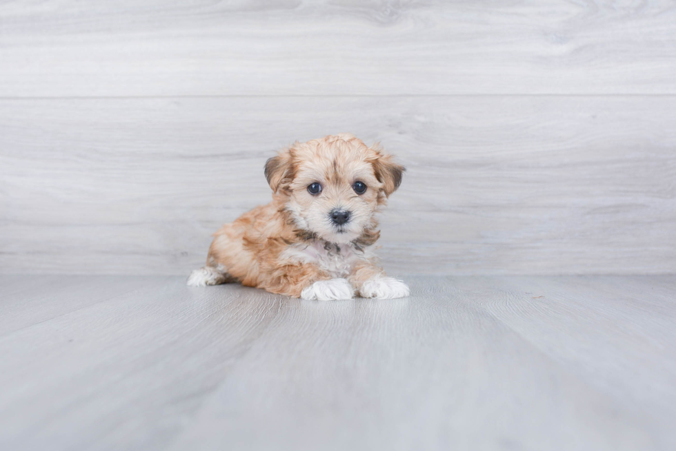 Sweet Morkie Baby