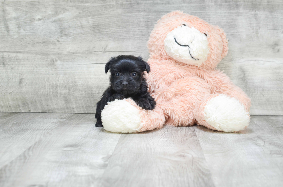 Morkie Pup Being Cute