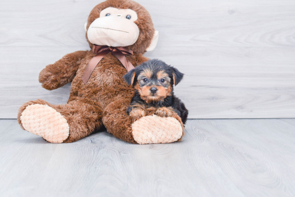 Meet Avery - our Yorkshire Terrier Puppy Photo 