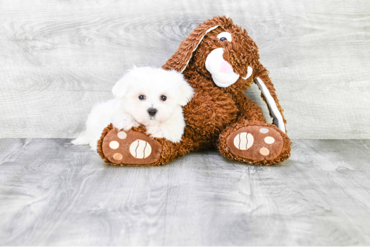 Maltese Puppy for Adoption