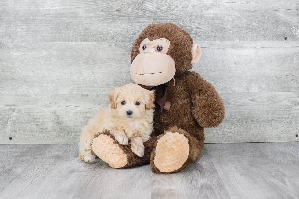 Maltipoo Puppy for Adoption