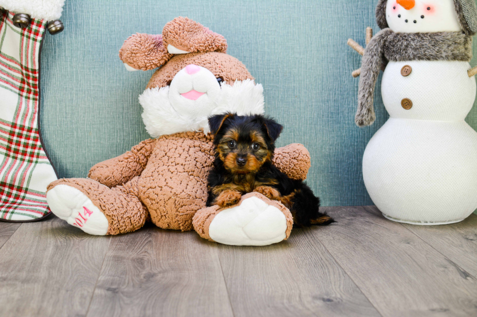 Meet Izzie - our Yorkshire Terrier Puppy Photo 