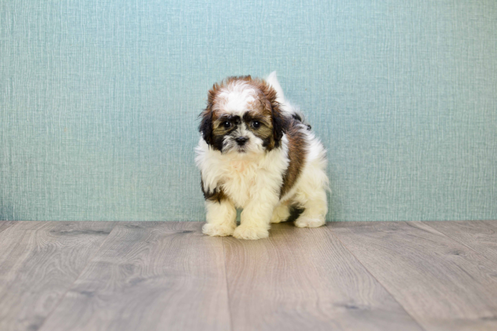 Funny Teddy Bear Designer Pup