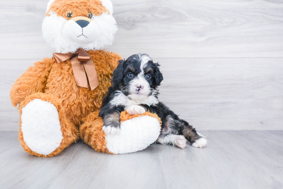 Best Mini Bernedoodle Baby